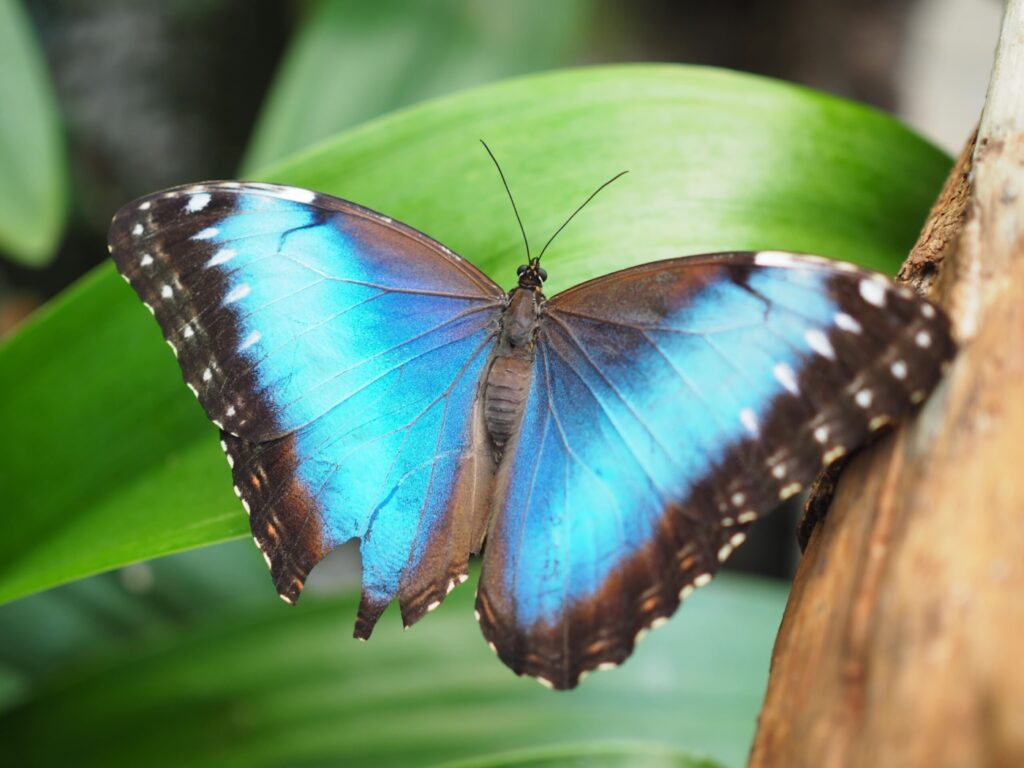 mariposario del drago