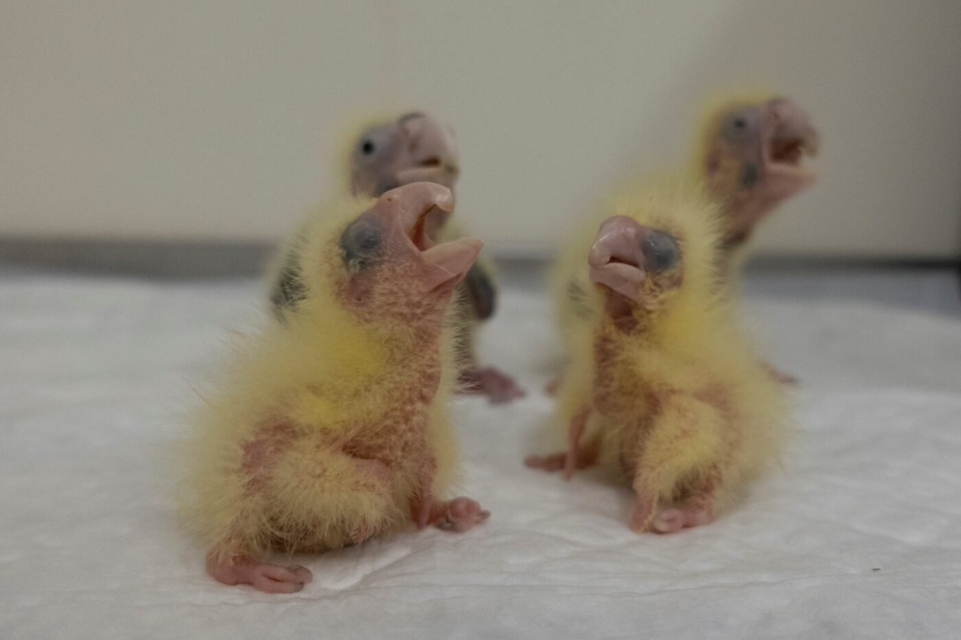 Loro parque baby station