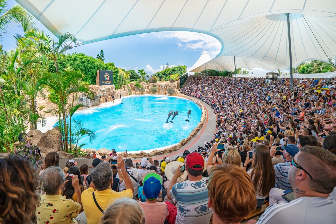 Loro parque dauphins