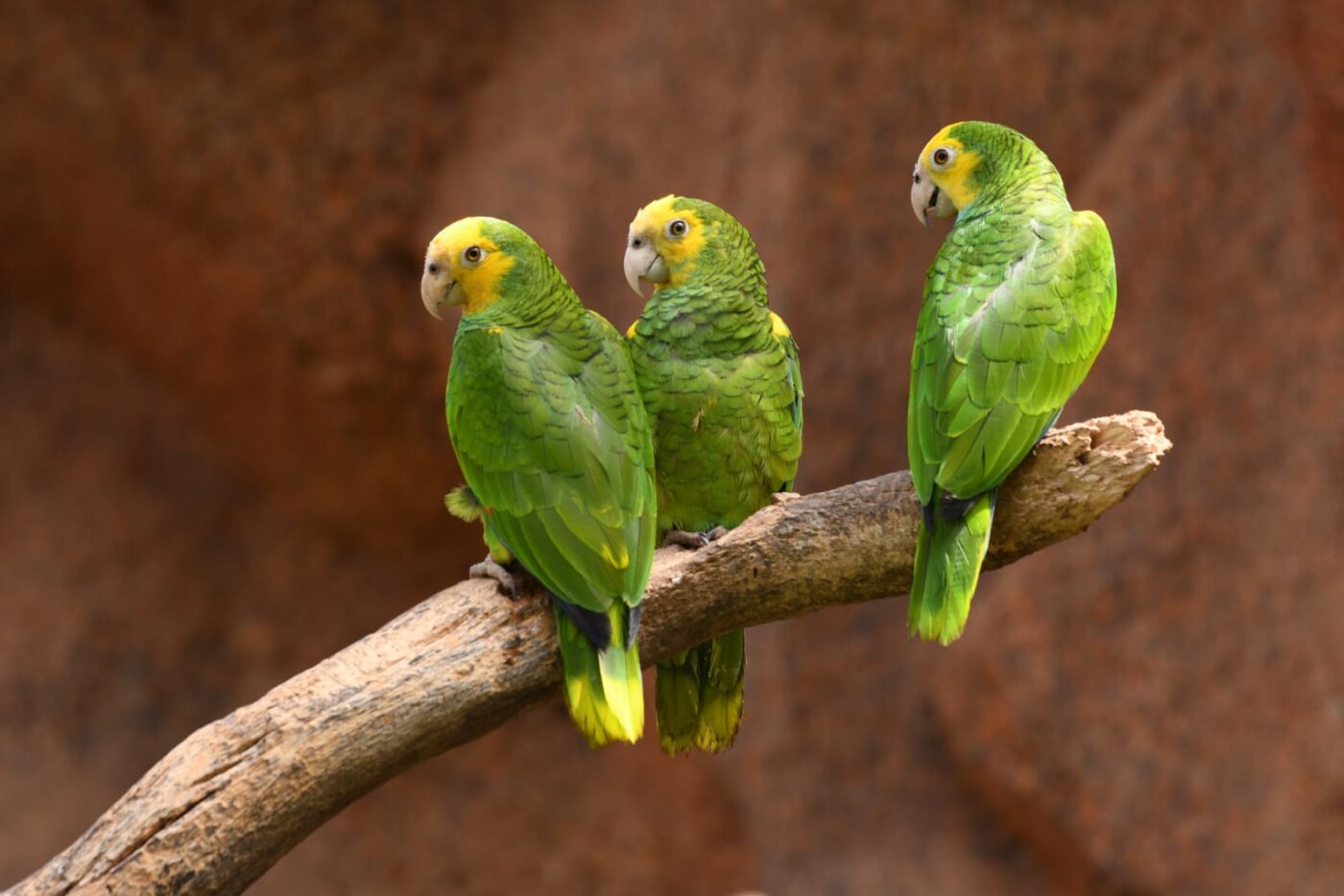 Oceania loro parque