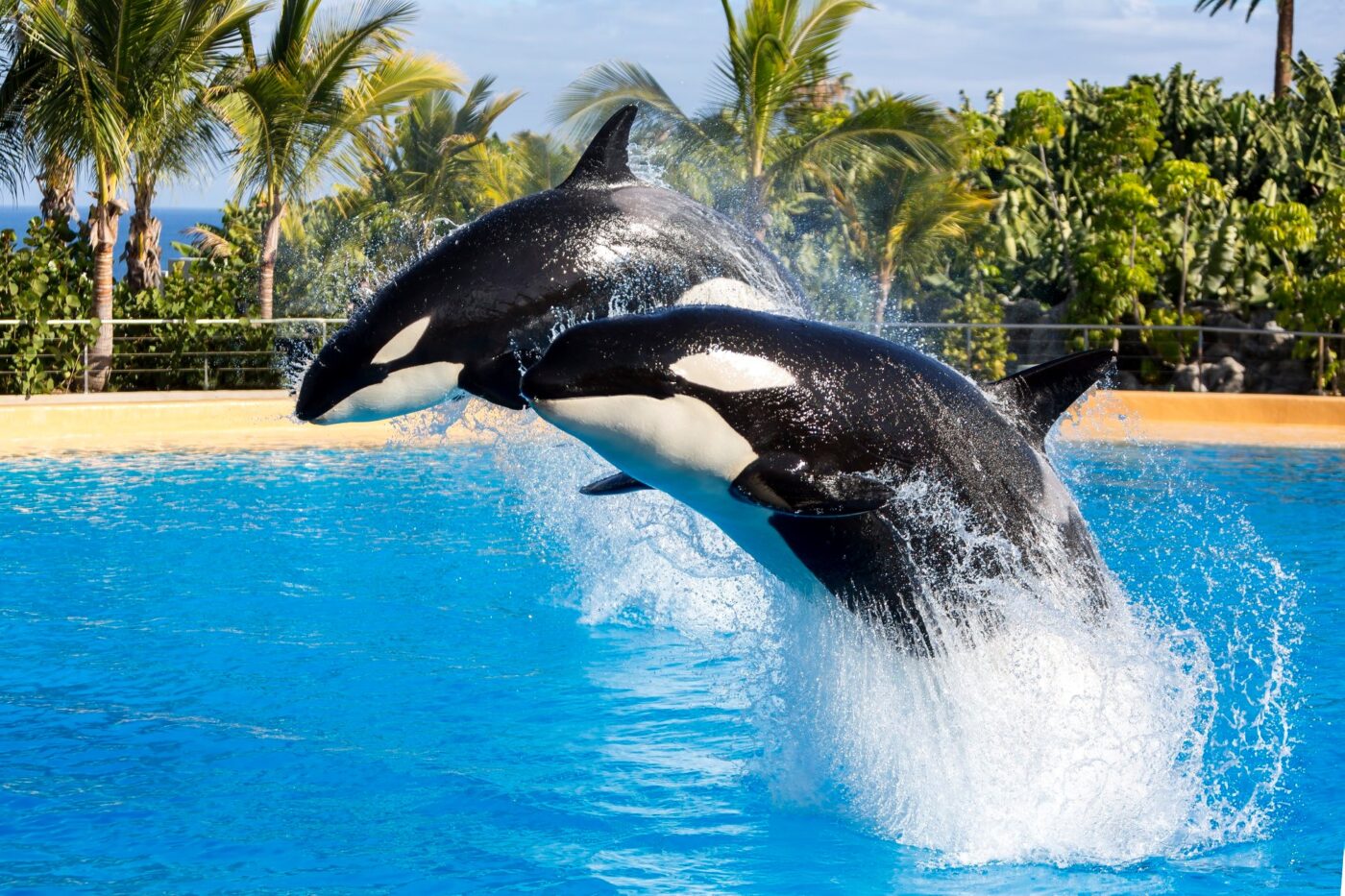 Loro parque spectacle orques