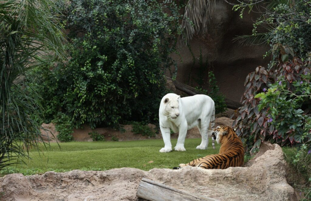 Loro parque