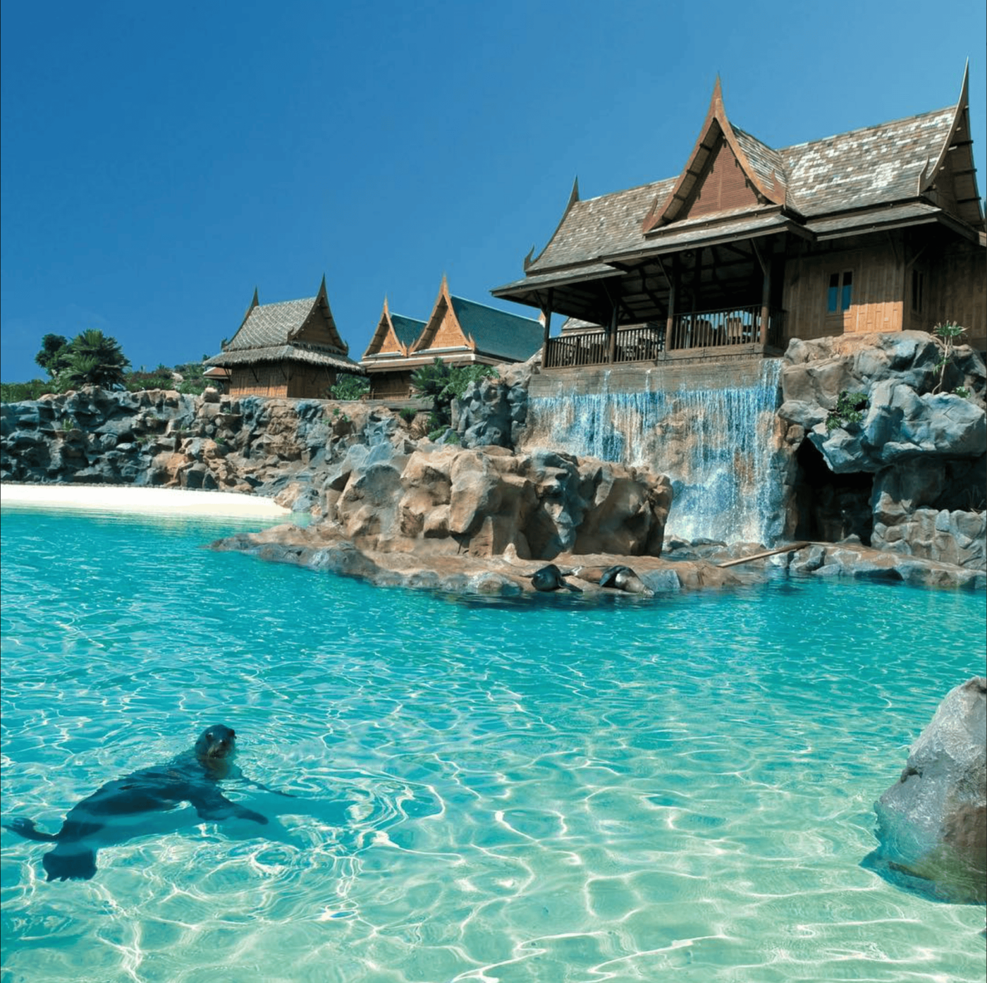 Siam park Sea lion