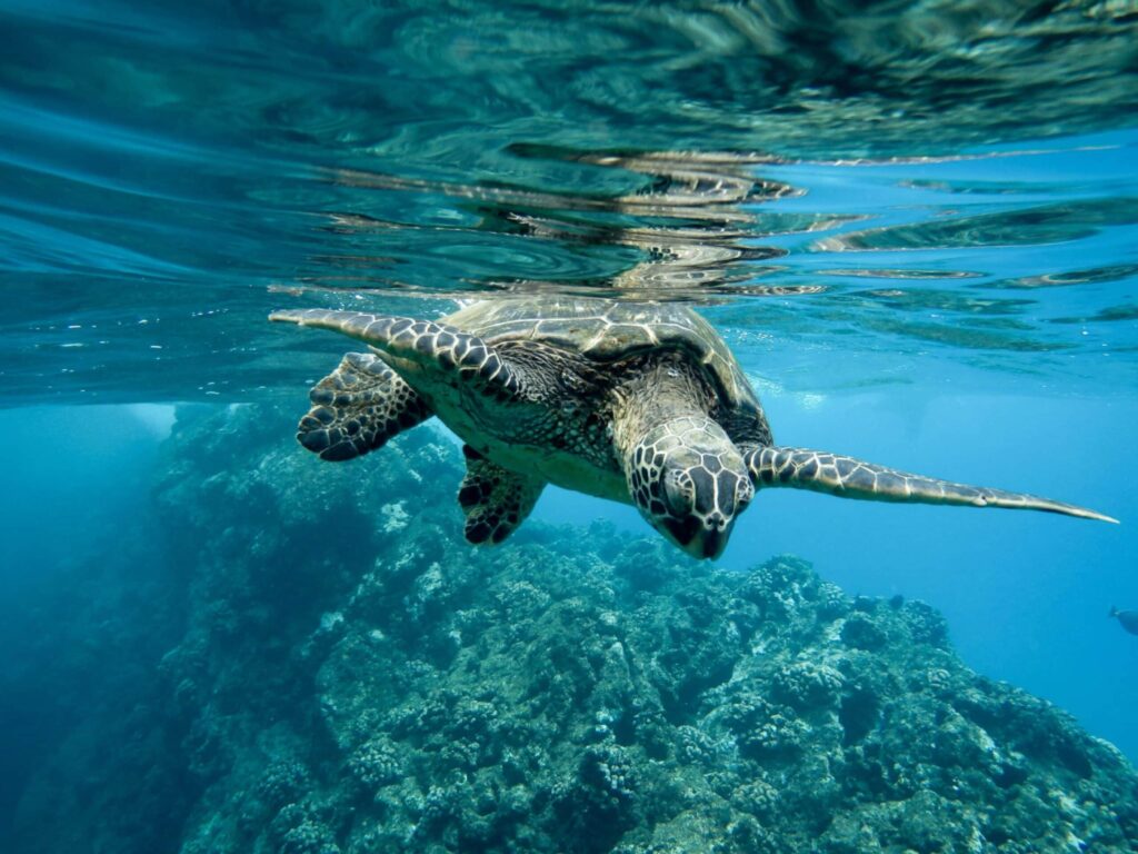 Plongée à Tenerife (tortue)