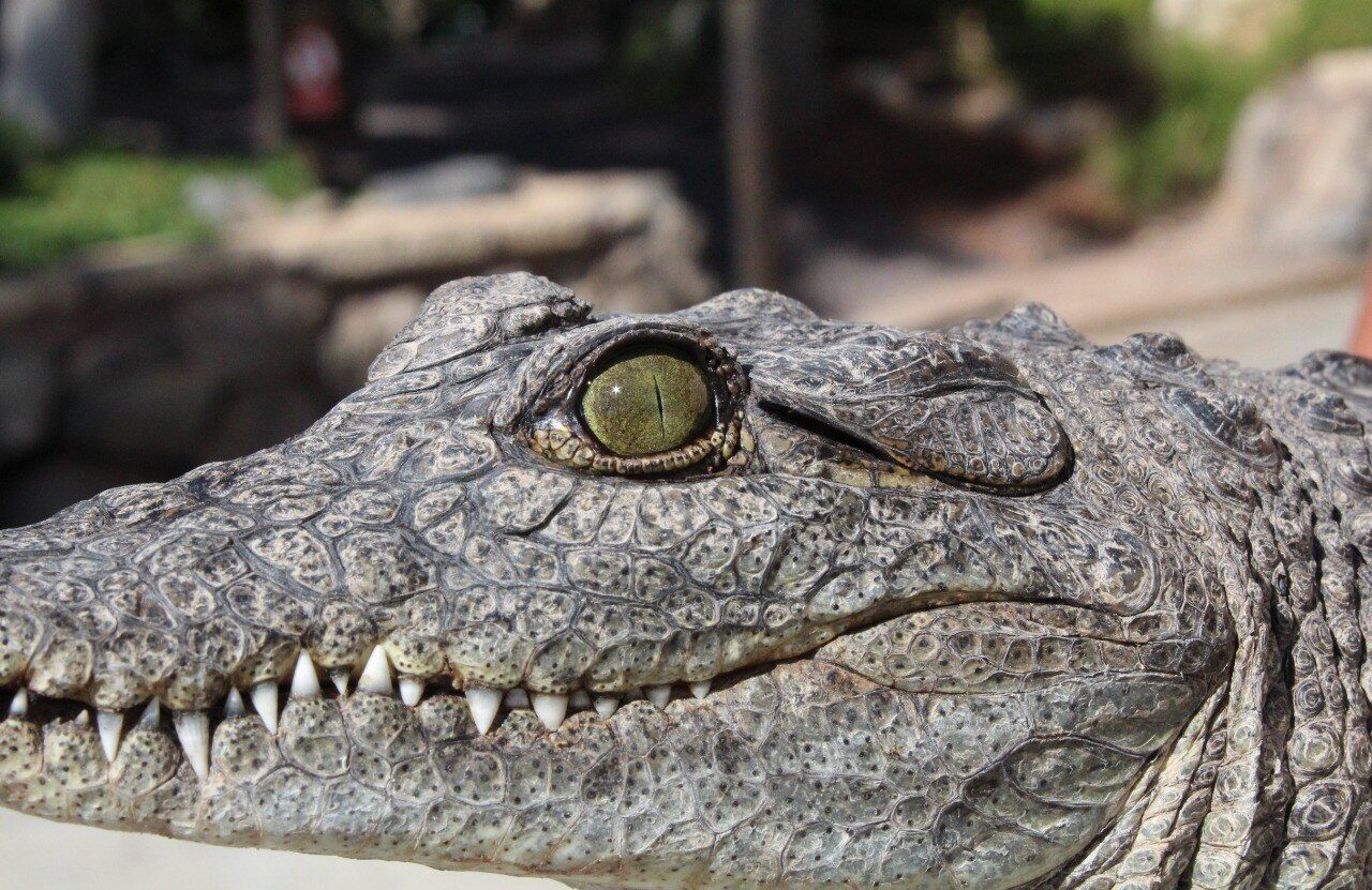 Jungle Park crocodiles