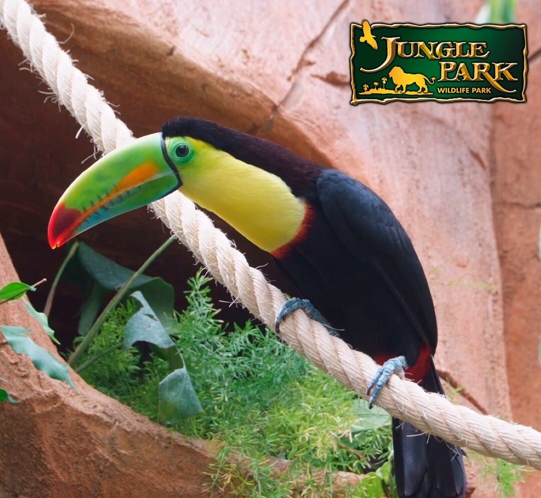 Jungle Park oiseaux