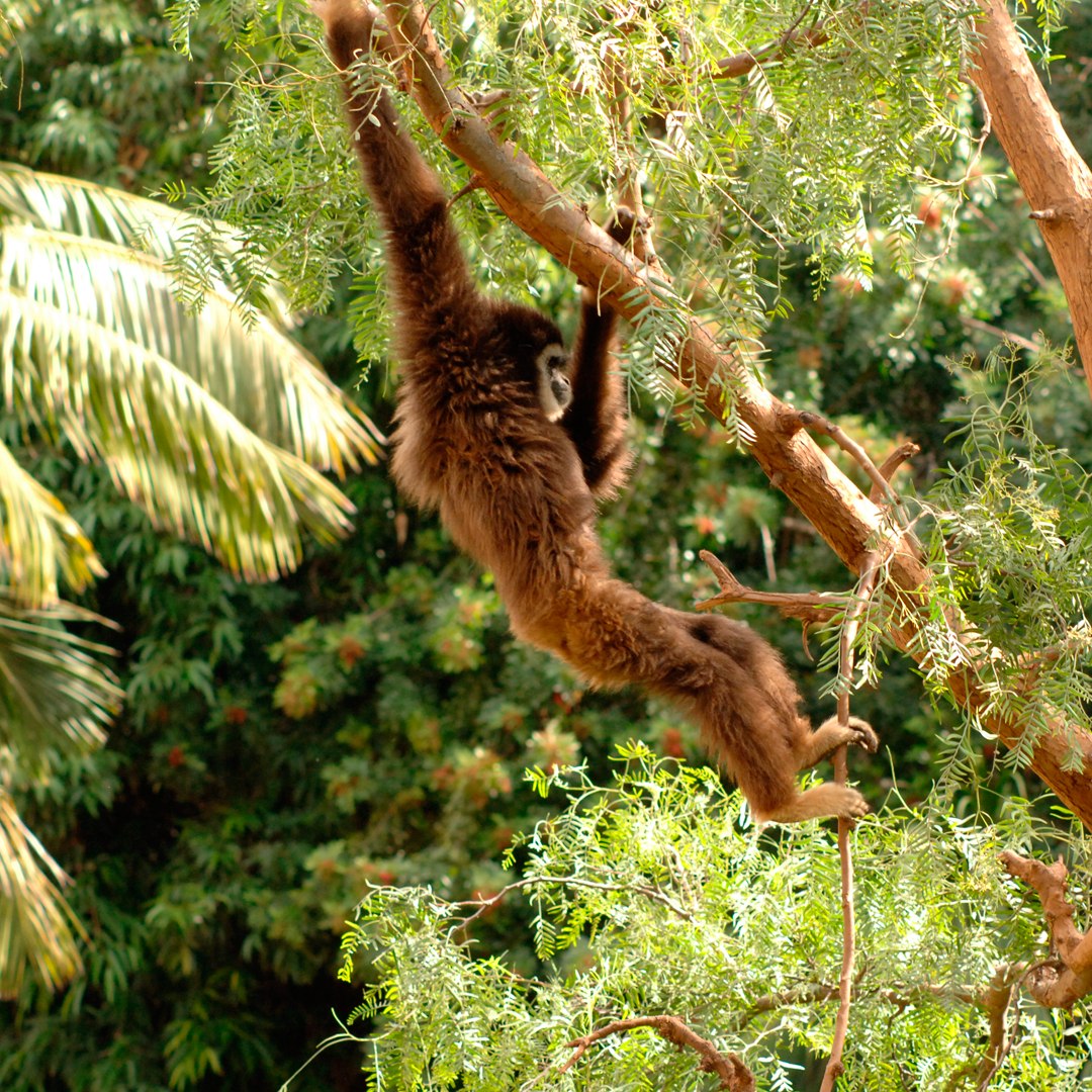 Jungle Park Primates