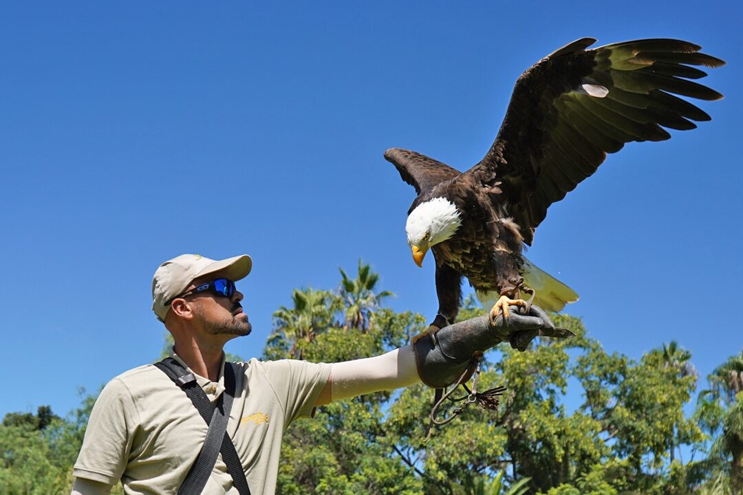 Spectacle d'oiseaux