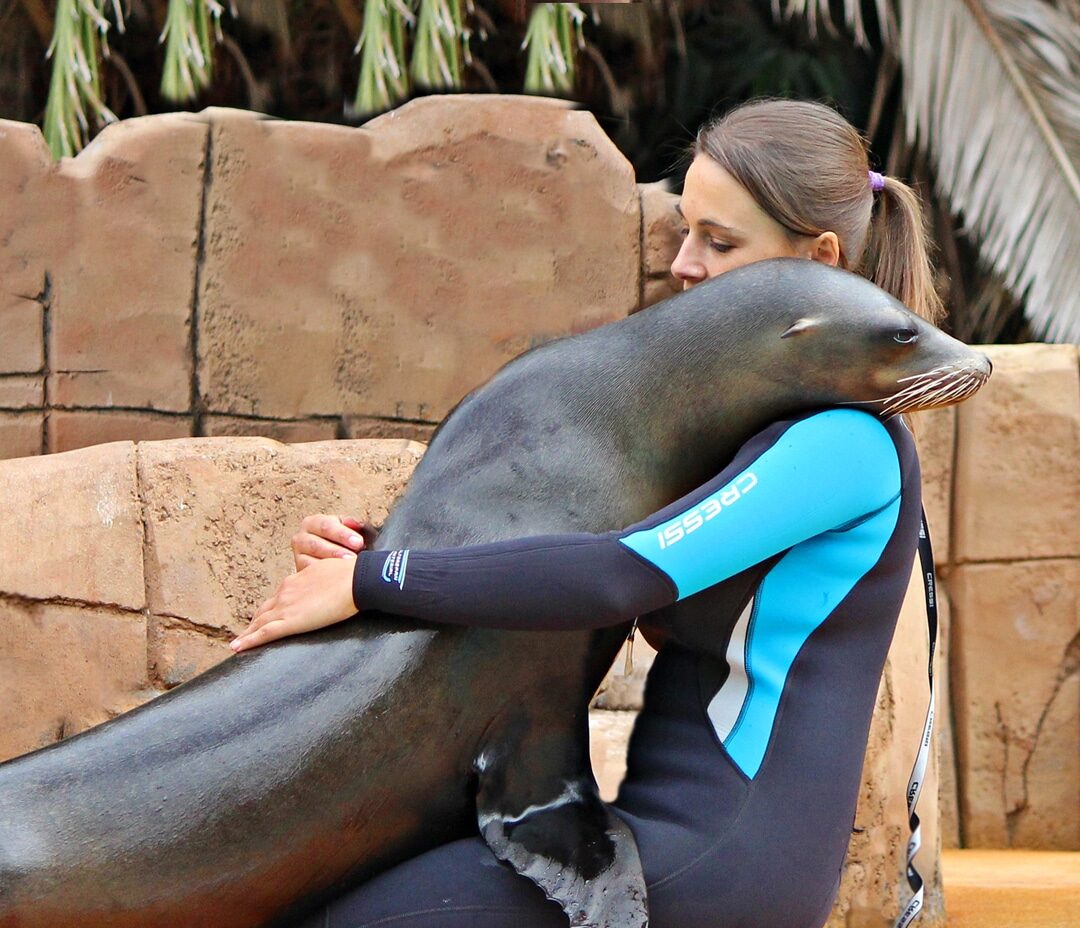 Jungle park spectacle otaries