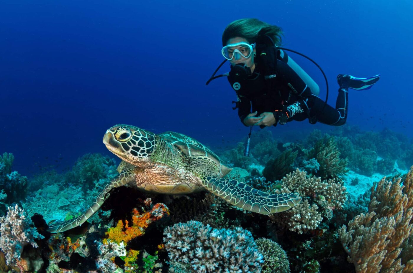 Plongée à Tenerife (tortue)