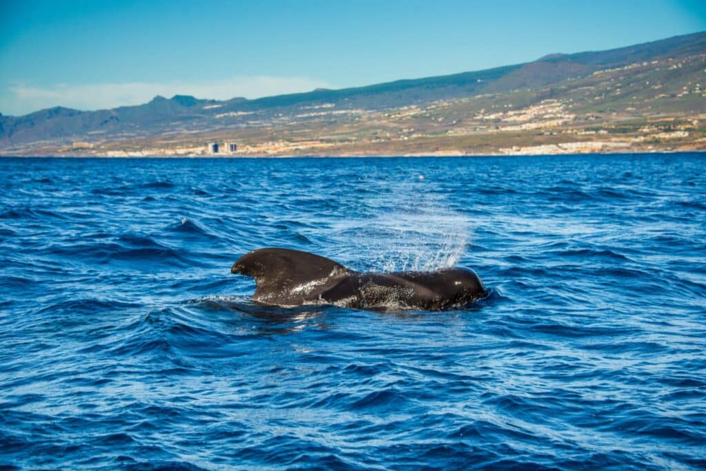Baleine Tenerife