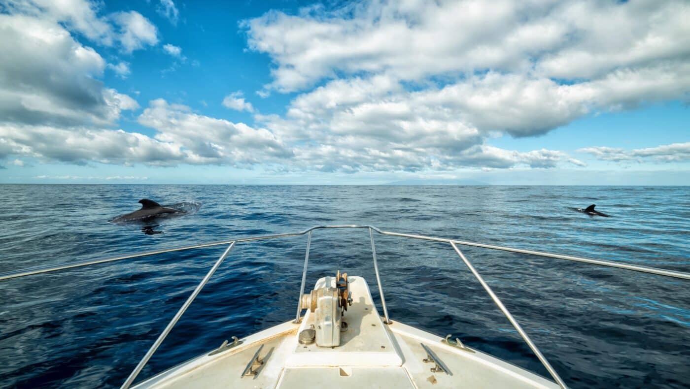 excursion-baleine